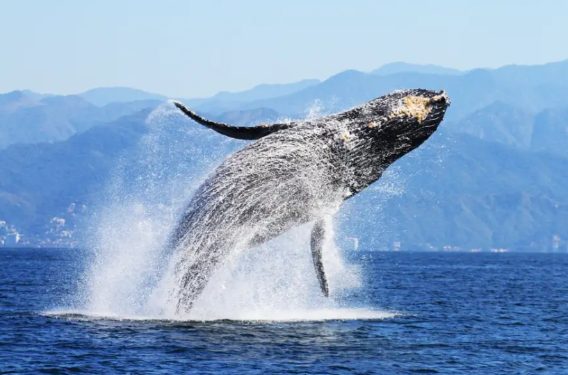 Humpback Whale watching on your Punta Mita vacation!