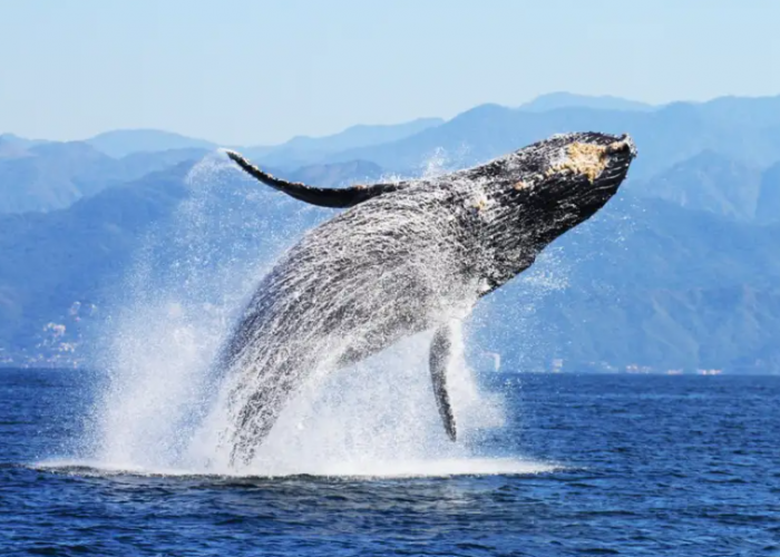 Humpback Whale watching on your Punta Mita vacation!